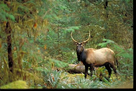 Hoh River Recreation and Conservation Area - The Nature Conservancy in ...