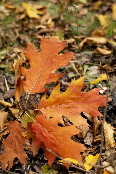 Red Leaves of Northern Red Oak (Quercus Rubra) in the Autumn. Red Oak ...