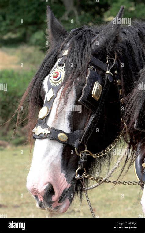 A head shot of a shire horse with brass tack and bridle Stock Photo ...