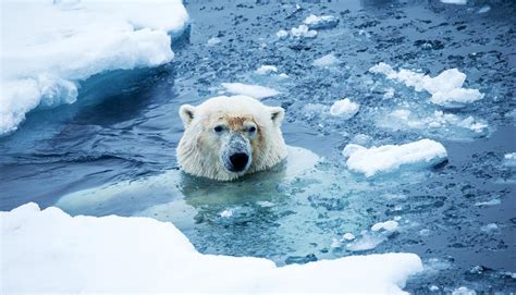 Melting sea ice leaves polar bears hungry - Futurity | Polar bear, Sea ...