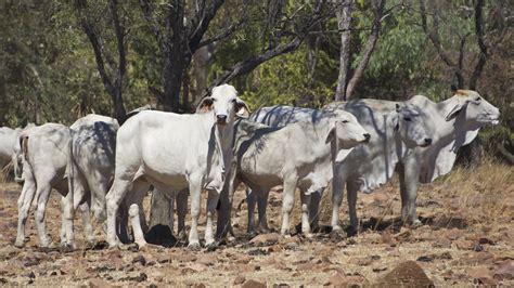 Brahman Cattle | Brahman Cattle in Australian Outback | Adam Benko | Flickr