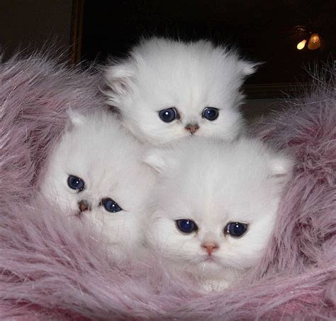 Blue Eyed Babies, graphy, kittens, white, cats, animals, HD wallpaper ...