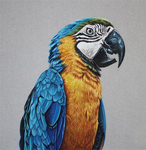 Realistic Bird Drawing at GetDrawings | Free download