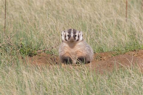 Precious American Badger Cub Photograph by Tony Hake - Pixels