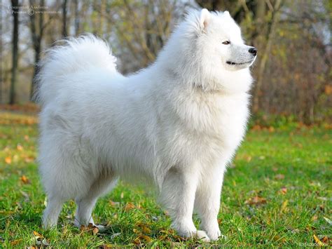 Big White Fluffy Dog Breeds