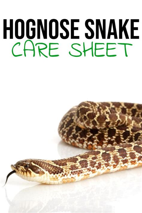 Hognose Snake Care Sheet & Enclosures | Hognose snake, Pet snake, Cute ...