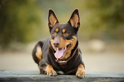 Australian Kelpie: Dog Breed Characteristics & Care