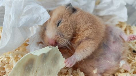 Do hamsters hibernate? A vet explains | PetsRadar