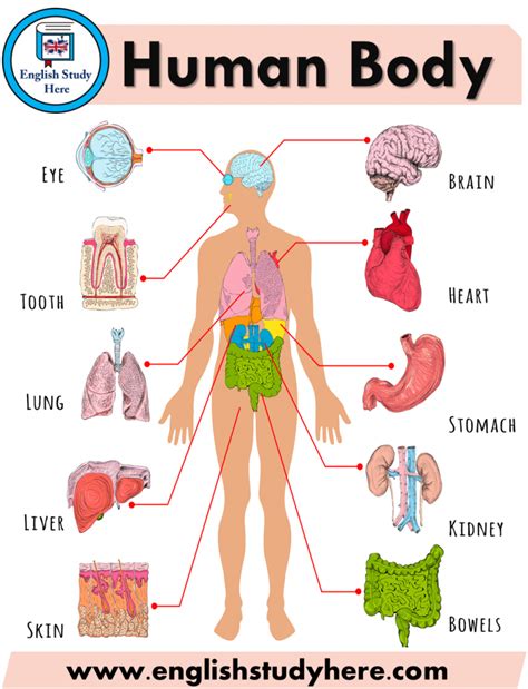 Anatomy of The Human Body - English Study Here