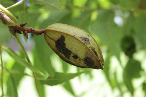 Pecan Tree Diseases » Tips for Identification & Control