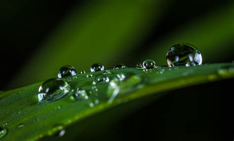 Download Nature Greenery Macro Water Drop HD Wallpaper