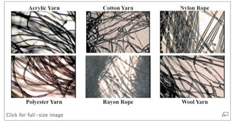 wool fiber under microscope - Google Search | Spinning fiber, Fiber, Wool