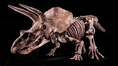 Triceratops skeleton up for auction, starting price $1.2m Euros | Boing ...