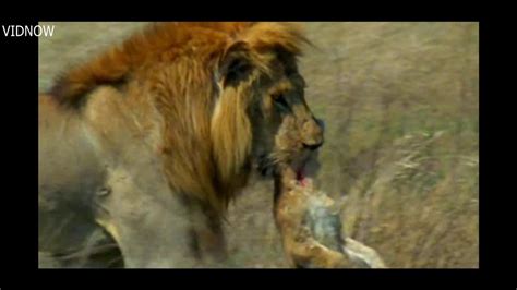 lion cubs killed by male lion