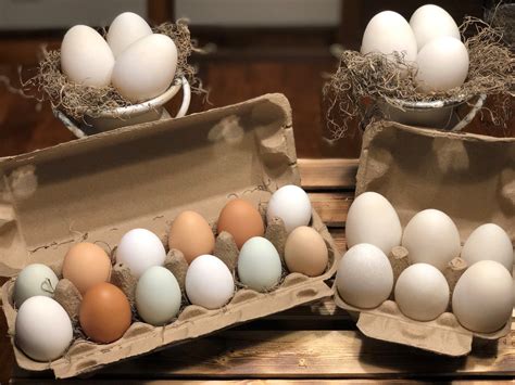 Farm Fresh Duck Eggs | Etsy