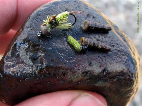 Caddis Nymph Fly Patterns