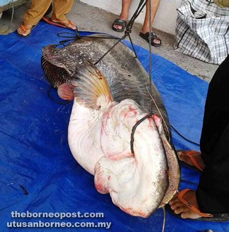 Fisherman stunned by 58kg Tapah – BorneoPost Online | Borneo , Malaysia ...