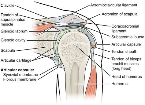 A Guide to Supraspinatus Tendon Tears (Rotator Cuff Injury) - HubPages