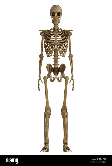 Real Full Human Skeleton