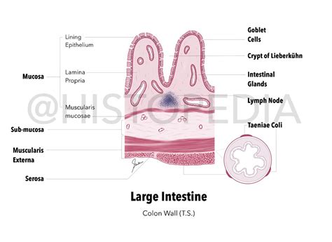 Colon/Large Intestine Histology Diagram | Large intestine, Colon ...