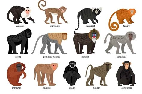 13 Different Types of Monkeys from Around the World – Nayturr