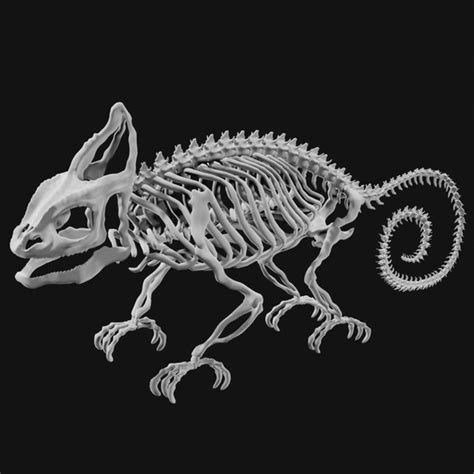 Chameleon Skeleton 3D - TurboSquid 1956824