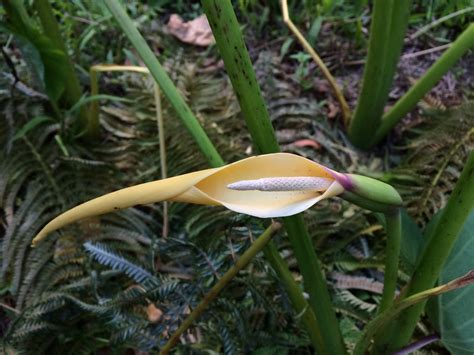 Colocasia esculenta flower | Some taro varieties flower regu… | Flickr