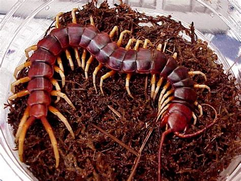 Amazonian Giant Centipede (Scolopendra gigantea) - Wiki; Image ONLY