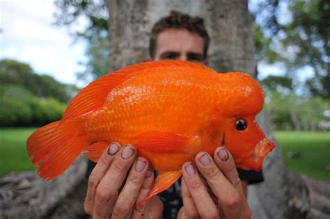 Cichlid, Midas Moose439 | www.roughfish.com