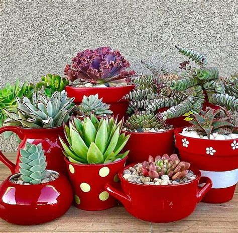 Pin by Evelise Bustamante on casinha | Succulents garden, Succulents ...