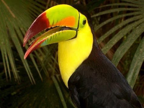 Belize - Toucan by CactusRose333 on DeviantArt