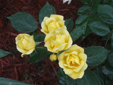 My own yellow Knock-Out roses. | How does your garden grow? | Pinterest ...