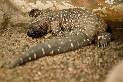 Mexican Beaded Lizard | Flickr - Photo Sharing!