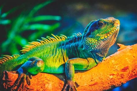 IGUANA » Características, Hábitat, Alimentos, Cuidados, Reproducción ...