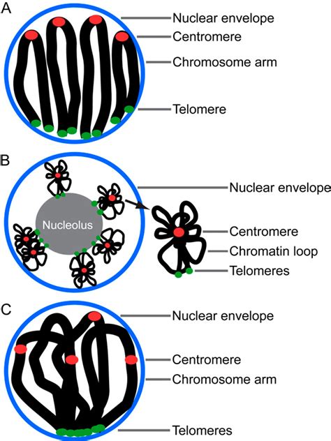 Figure 1 from Chromosome Organization and Dynamics during Interphase ...