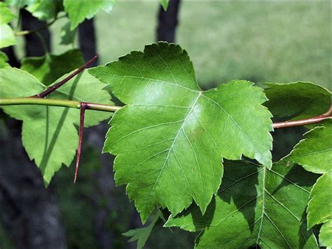 hawthorn tree identification | Click on a thumbnail image below to view ...