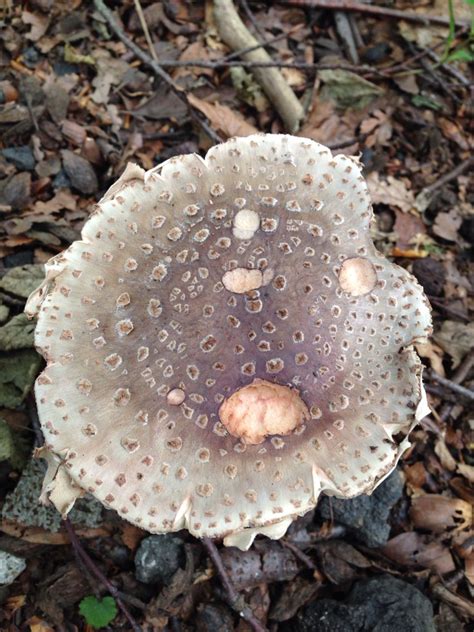 Fungi. Panthercap. Amanita pantherina. | Fungi, Stuffed mushrooms ...