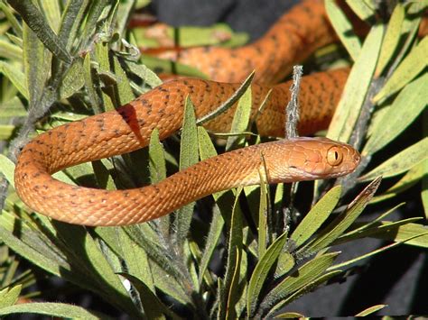 Brown Tree Snake 3 by tabaris on DeviantArt