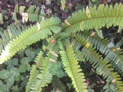 Nephrolepis cordifolia - UF/IFAS Assessment - University of Florida ...