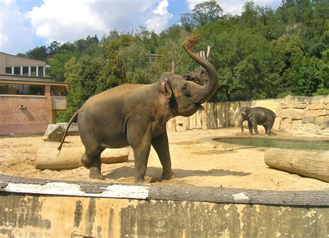 File:Big mammals pavilion2, Zoo Prague.jpg - Wikimedia Commons