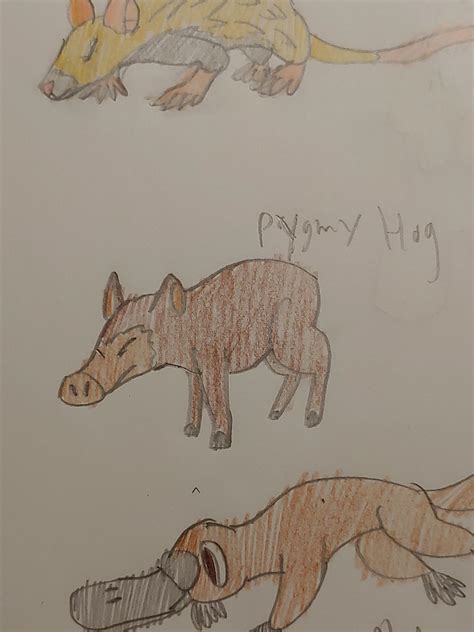 Pygmy Hog by Bioian123 on DeviantArt