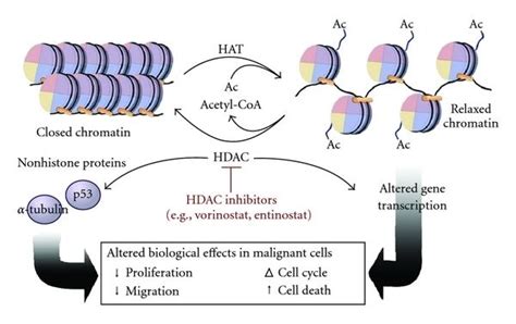 Histone acetylation and deacetylation - Alchetron, the free social ...