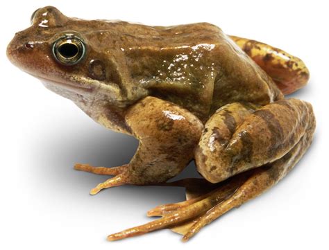 FROGS - www.brandskyltd.com