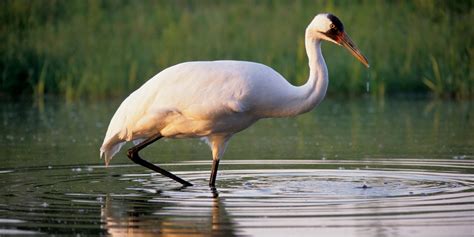 Micro Post: Whooping Crane |MyRokan