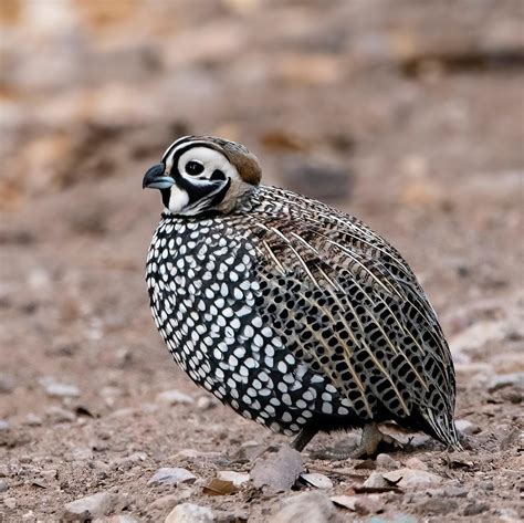 September Update - Southern Arizona Quail Forever