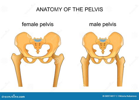 Comparison Of The Skeleton Of The Male And Female Pelvis Cartoon Vector ...