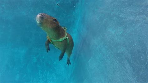 Capybara Swimming