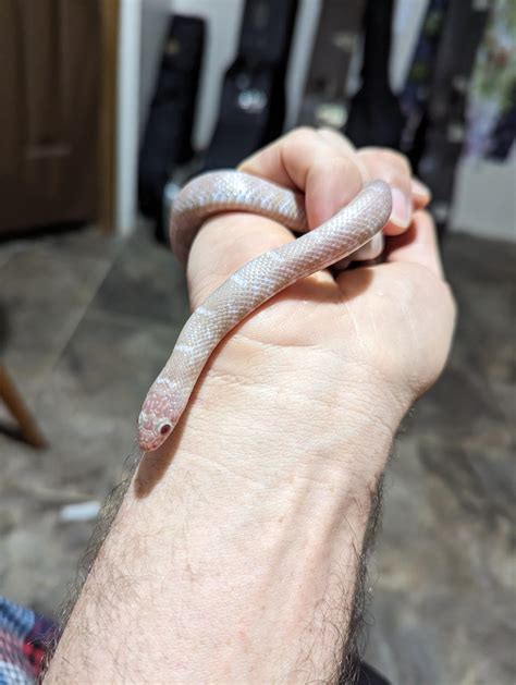 King Snake morph ID? : r/snakes