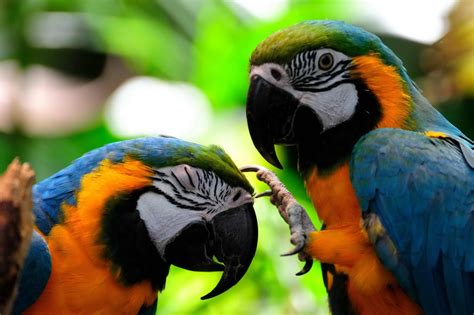 Amazon rainforest birds pictures - Just for Sharing