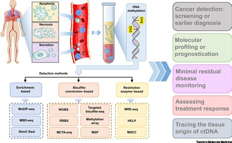 Liquid Biopsy of Methylation Biomarkers in Cell-Free DNA: Trends in ...